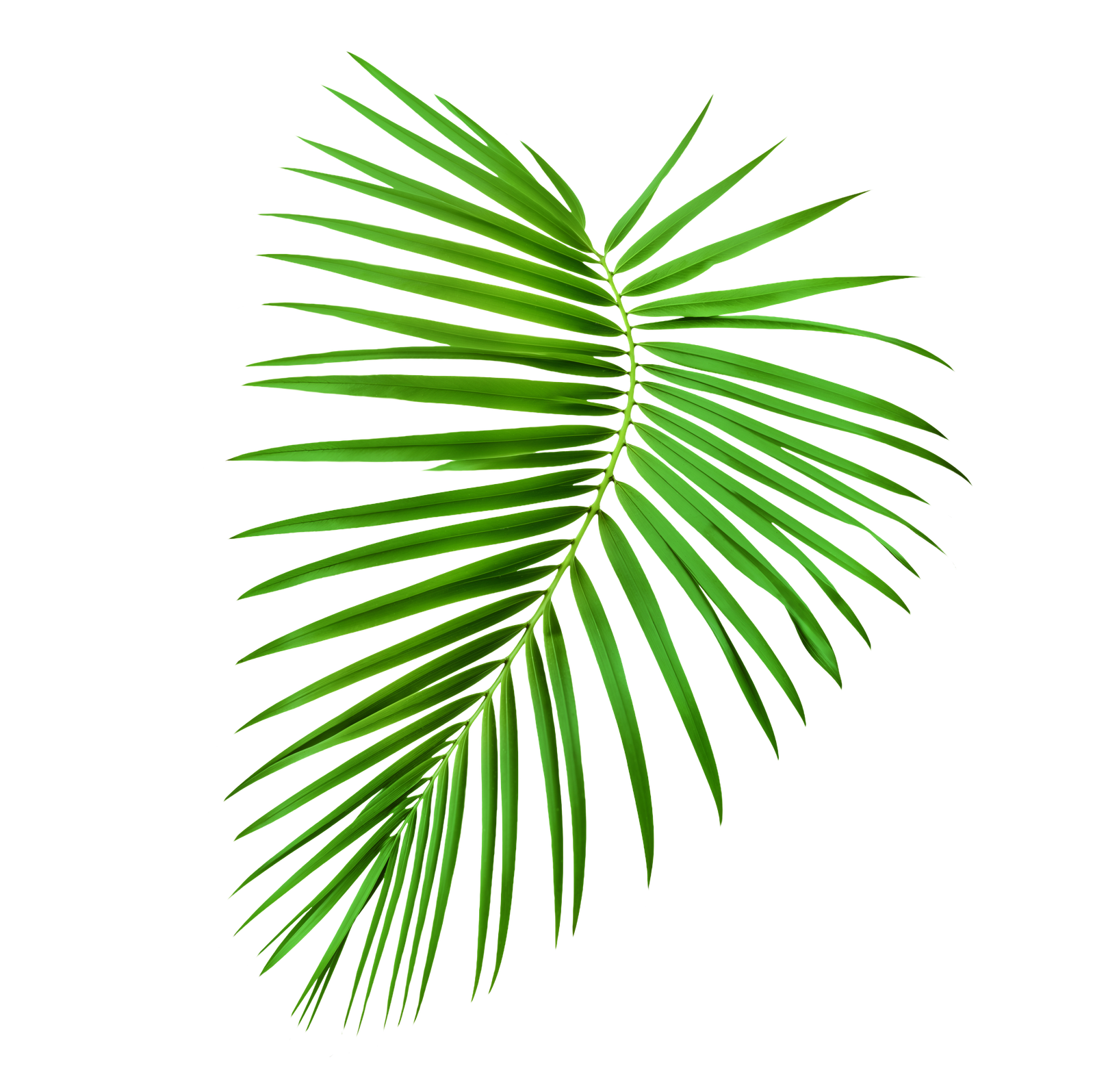 Leaf